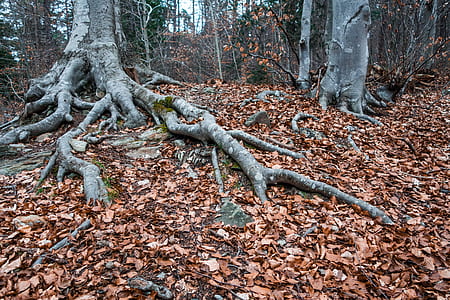 brown dried leaves covering forest ground during twilight thumbnail