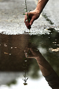 person holding green leaves plant photography thumbnail
