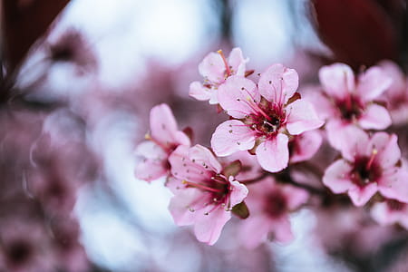 Photo of Pink Cherry Blossoms thumbnail