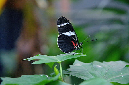 wildlife photography of black butterfly on leaf thumbnail