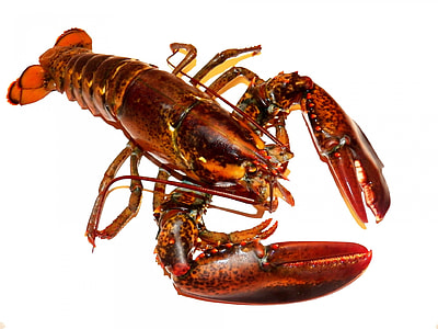 brown lobster thumbnail