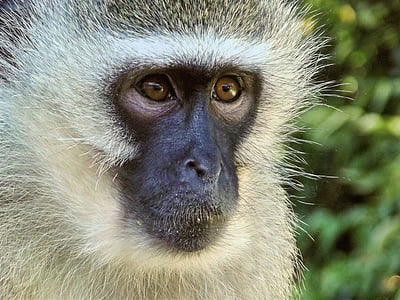 beige and black Monkey thumbnail