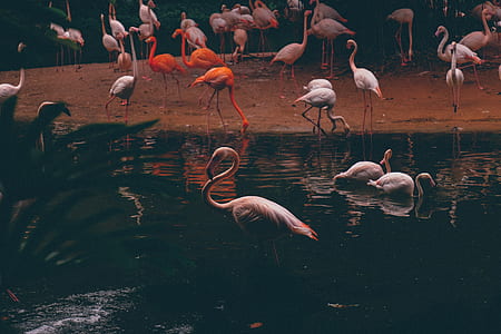 flocks of flamingo thumbnail