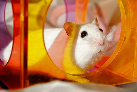 white rat thumbnail
