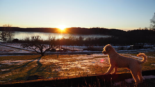curly-coated medium-breed white dog thumbnail