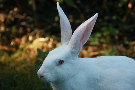 white hare thumbnail