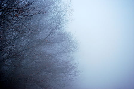 low-angle photo of leafless tree thumbnail