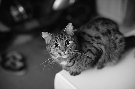 grayscale photo of tabby cat thumbnail