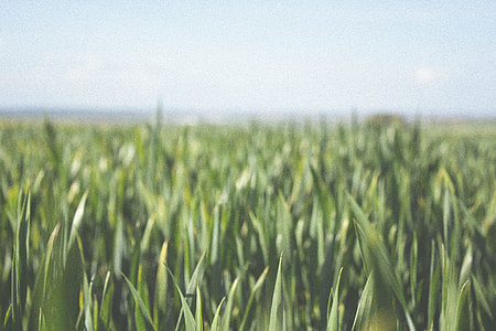 selective focus photo of green fields thumbnail