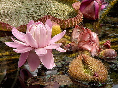 pink lotus flower in bloom at daytime thumbnail