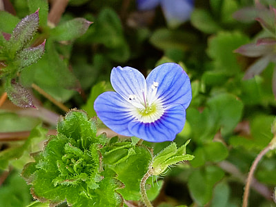 A Large Spring Near Where The Flame thumbnail