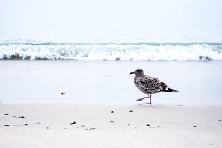 brown and gray seagull walking on seashore thumbnail