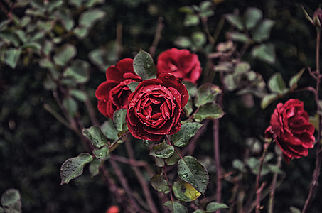 selective focus of red roses at bloom thumbnail