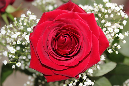 close-up photo of rose flower thumbnail
