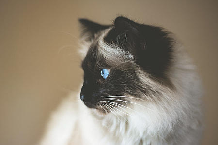 Himalayan cat selective focus photography thumbnail