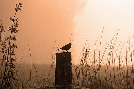 silhouette of bird perched on wood post thumbnail