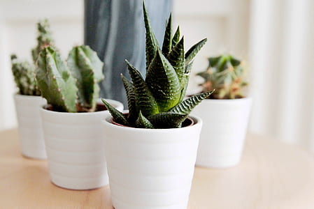 green succulent plants on white ceramic pots thumbnail