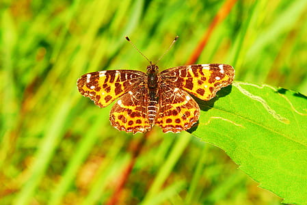 yellow and black butterfly thumbnail