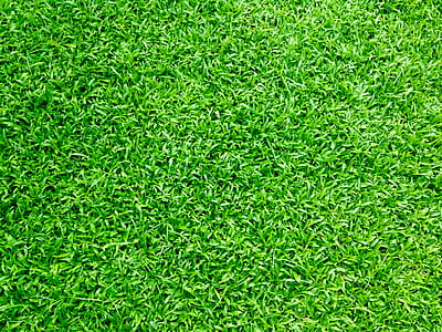 nature, field, summer, garden thumbnail