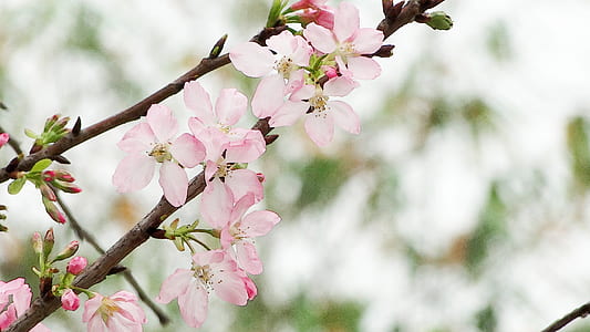 close-up photo of cherry blossom tree thumbnail