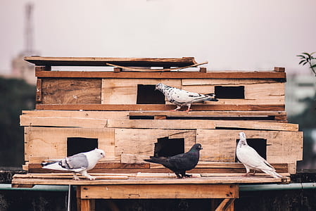five pigeons standing outside their house thumbnail