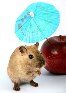 brown hamster beside honeycrisp thumbnail