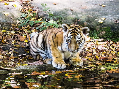 brown tiger on brown sand near body of water thumbnail
