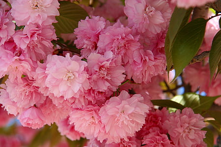 shallow focus photography of pink flowers thumbnail