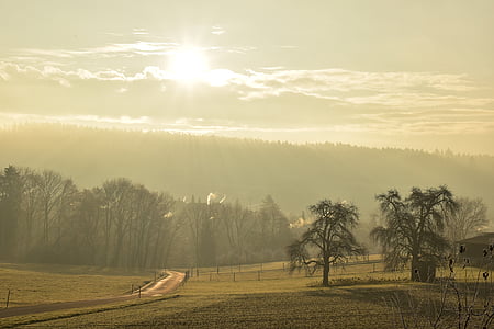 green trees and grass field thumbnail