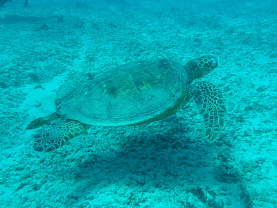 sea turtle thumbnail