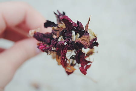 Person Holding Dried Red, Brown, and White Flower thumbnail