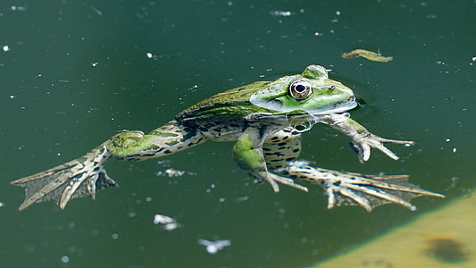 green frog floating above water level thumbnail