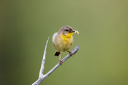 selective focus photography of yellow bird on grey tree branch thumbnail