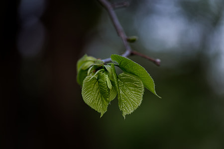 shallow focus photo of green leaf thumbnail