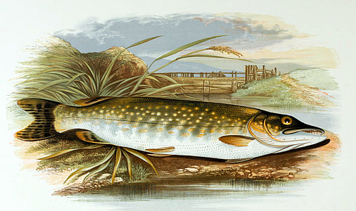 Drawing of a Northern Pike thumbnail