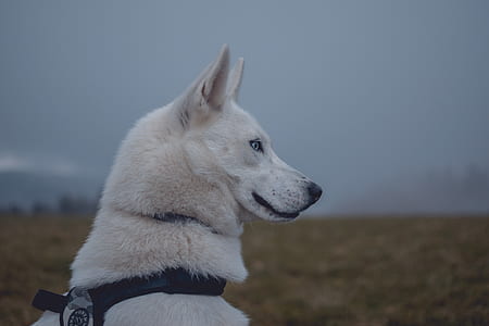 adult white Siberian husky thumbnail
