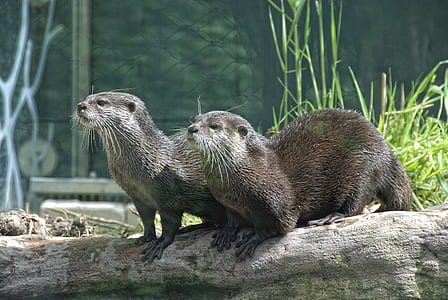 two otters on tree log thumbnail