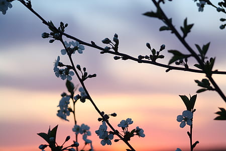 petaled flower silhouette under golden hour thumbnail