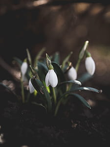 close-up photo of white petaled flowers thumbnail