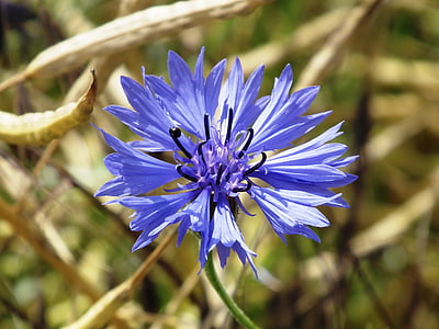 blue multi-petaled flower thumbnail