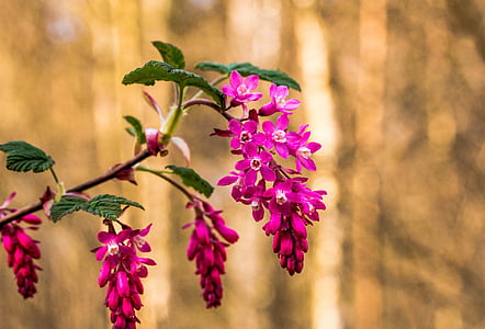 purple petal flower in shallow focus photography thumbnail