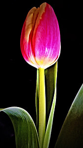 pink Tulip flower close-up photography thumbnail