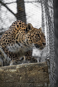 close up of brown, white, and black animal thumbnail