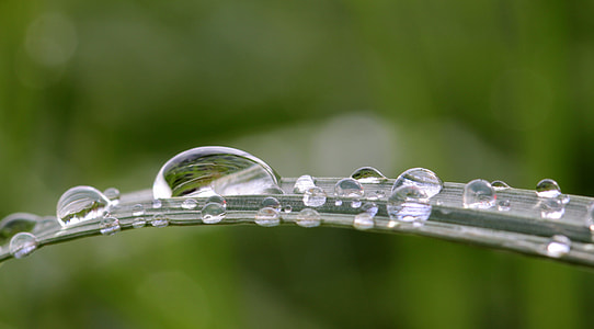 macro photography of water drops on leaf thumbnail