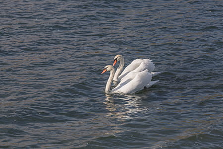 Pair Of Swans Photo thumbnail