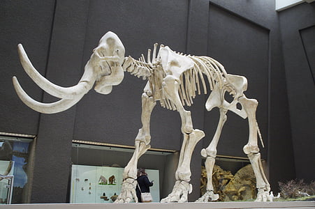 mammoth skeleton museum thumbnail
