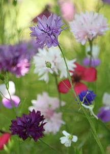 selective focus of purple petaled flower thumbnail