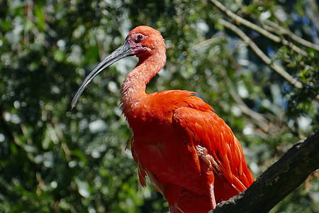 orange belly long-beaked bird perching on tree branch thumbnail