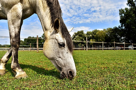 white horse eating grass thumbnail