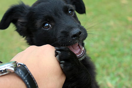 person holding long-coated black puppy thumbnail
